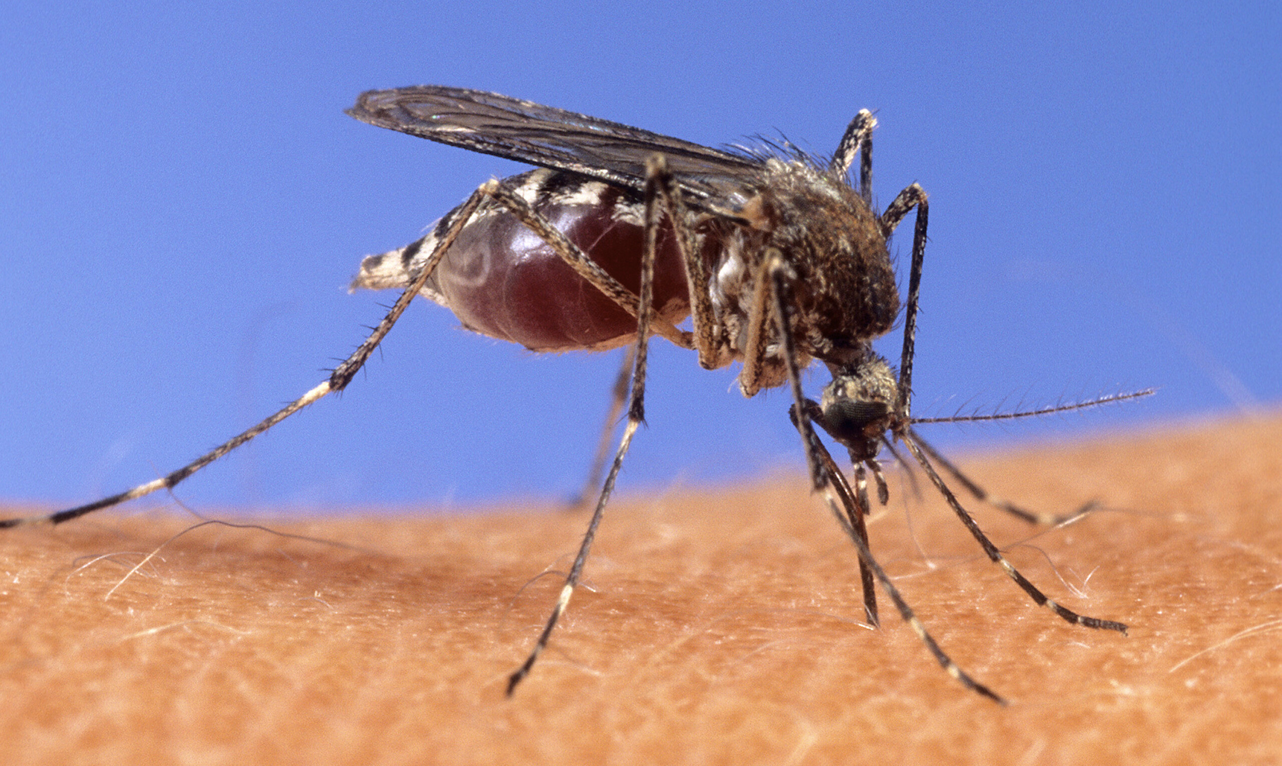 west nile one patient admitted to intensive care in latina scaled