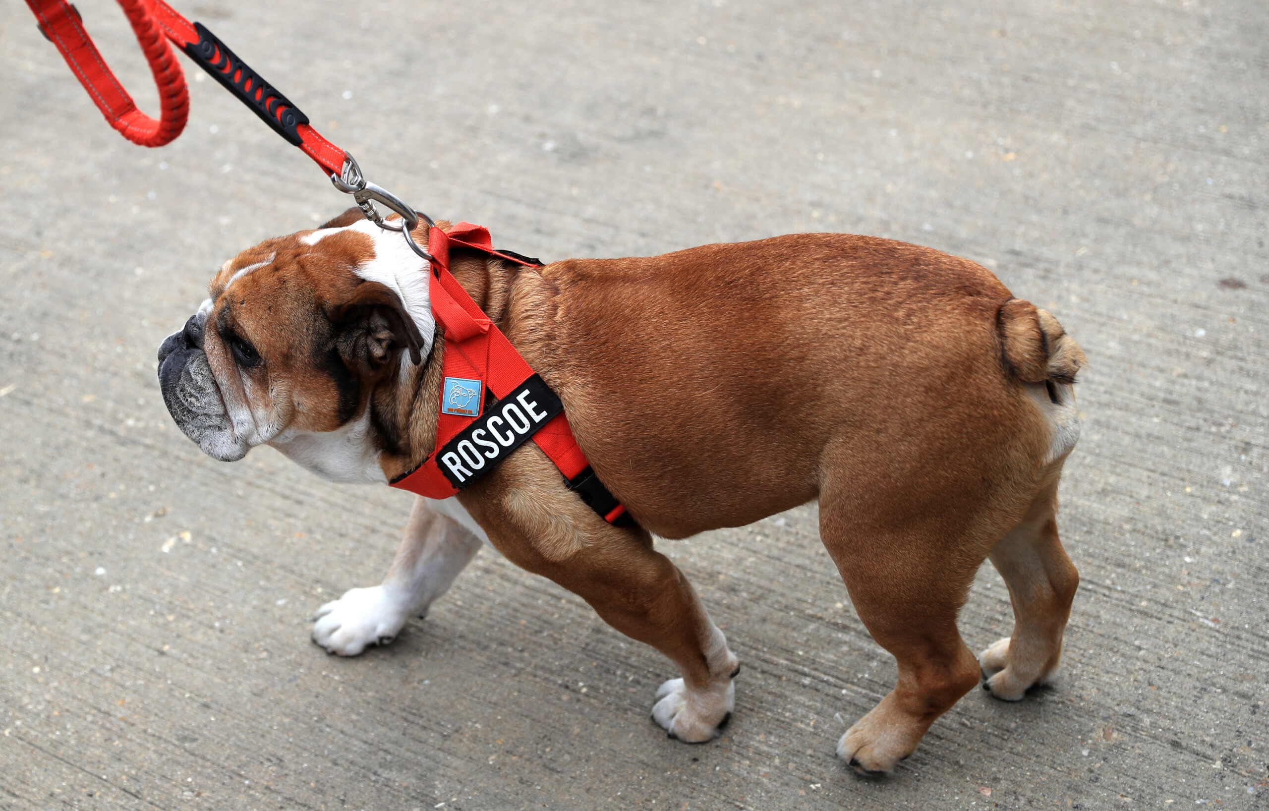 f1 hamiltons dog dies welcoming roscoe into my life was the best decision i ever made scaled