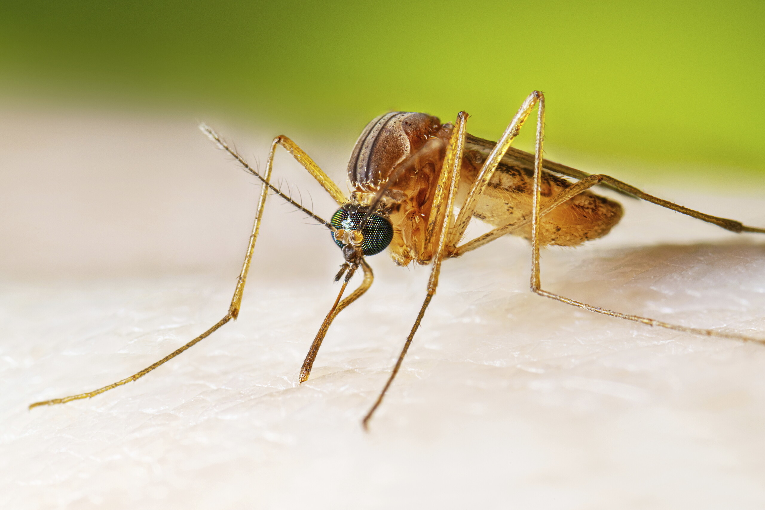 west nile new case in the oristano area 35 since the beginning of the year scaled