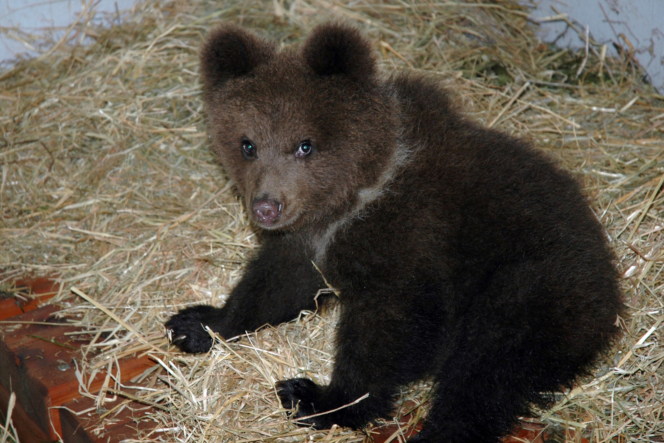 bears lav trentino like the wild west complaint against poachers ready scaled