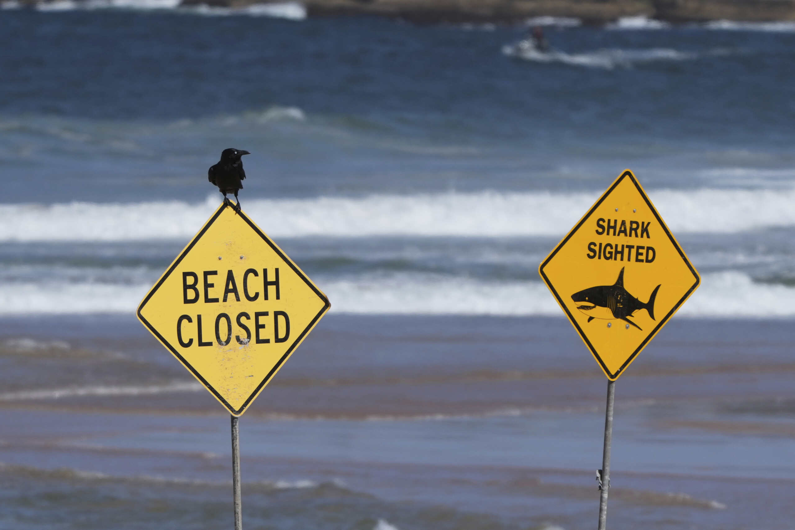 australia shark kills woman and injures man who was swimming with her scaled