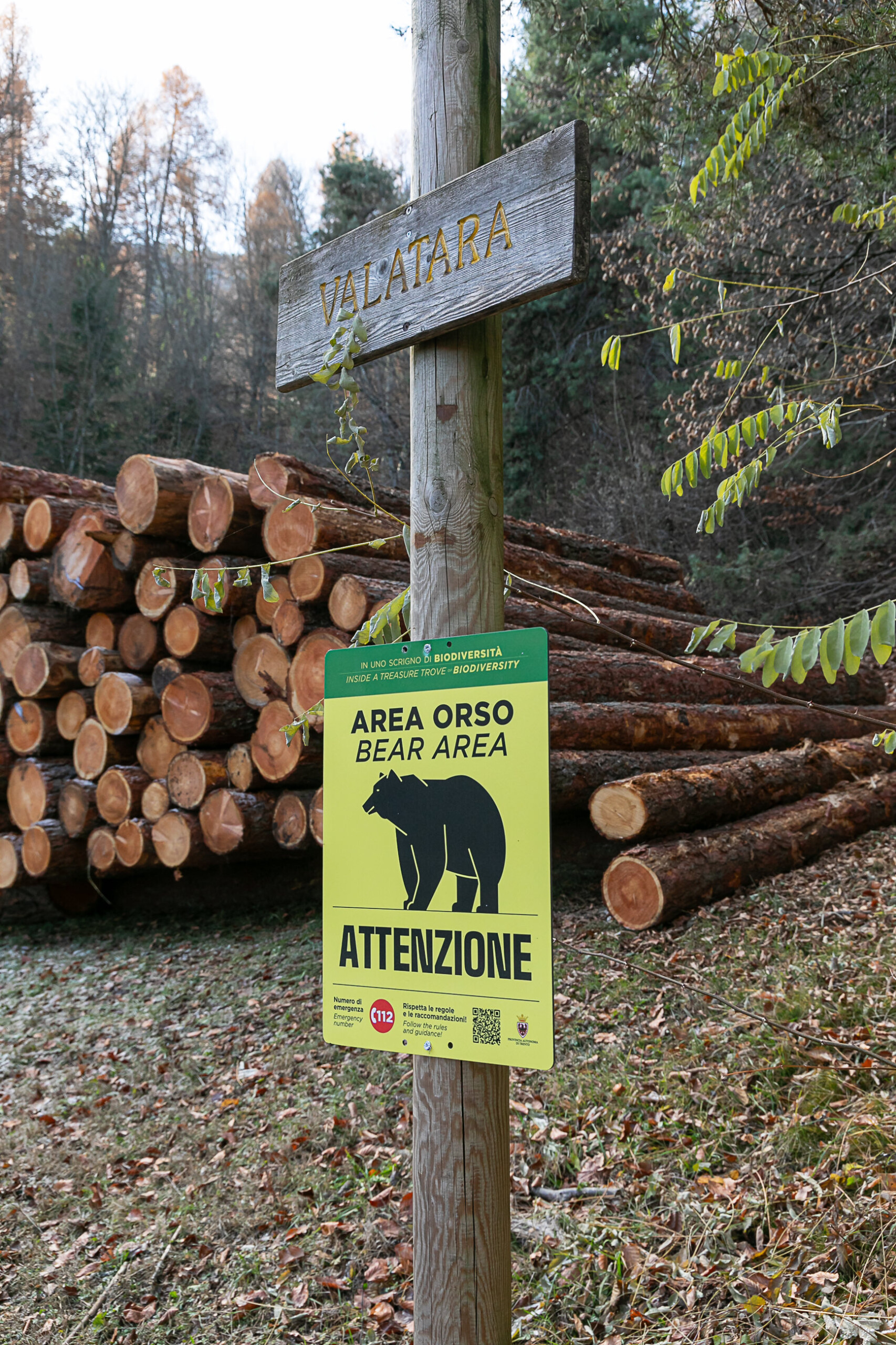 chieti ban on approaching bears and cubs in the province scaled