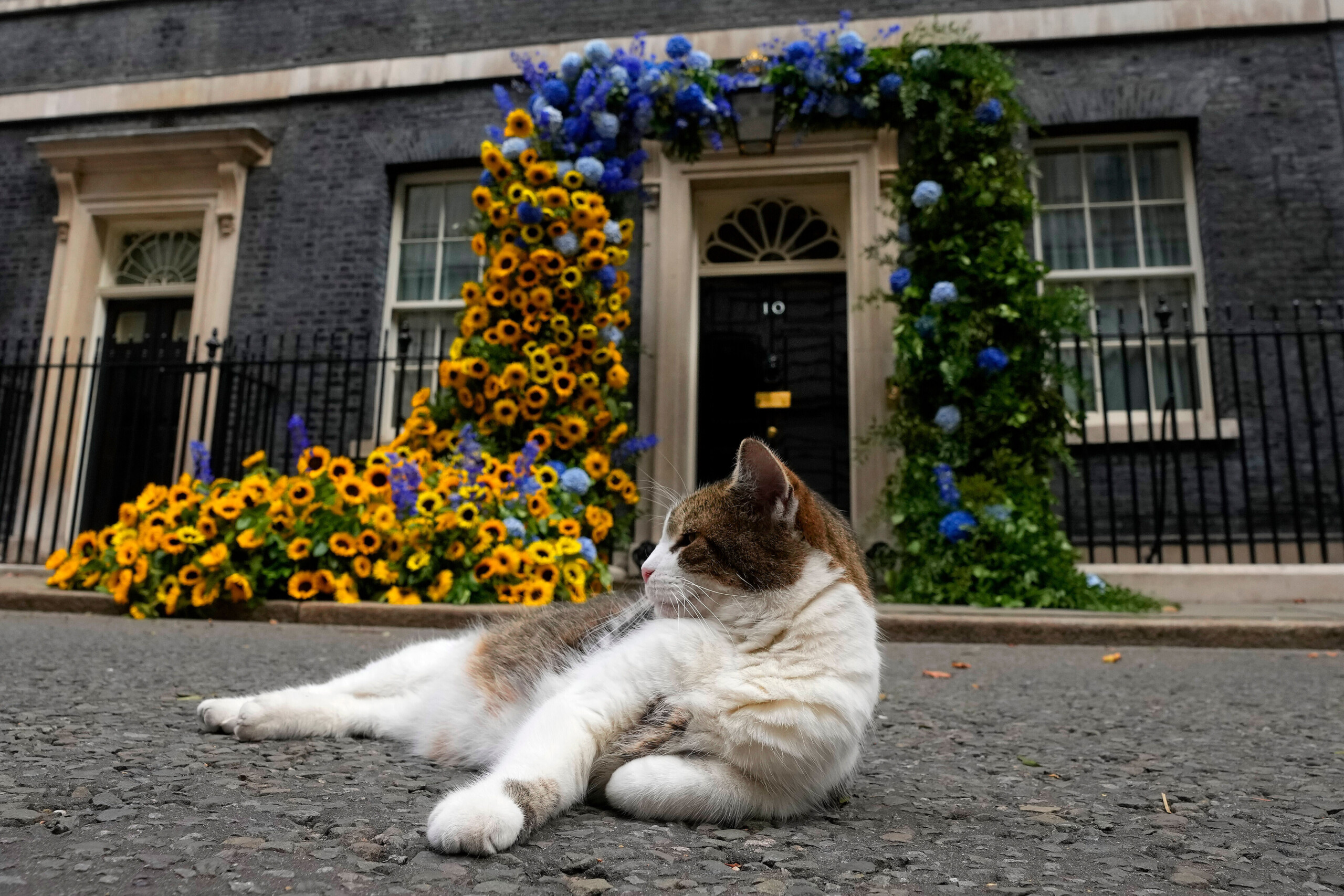 “Larry the Cat” has been at Downing Street for 15 years, brought there by Cameron 1 larry the cat has been at downing street for 15 years brought there by cameron scaled