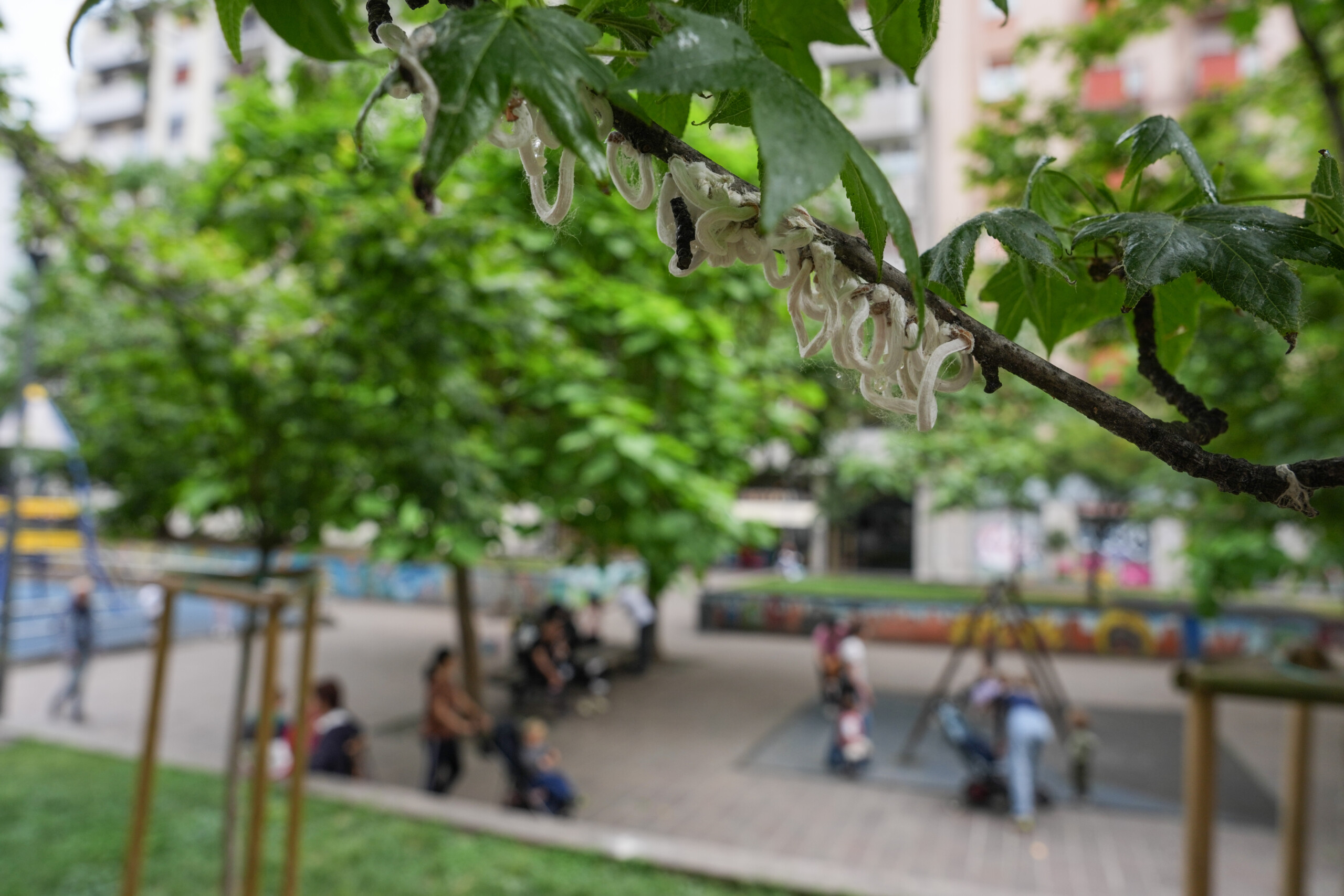 coldiretti urban greenery lowers temperatures by up to 3 5 degrees scaled