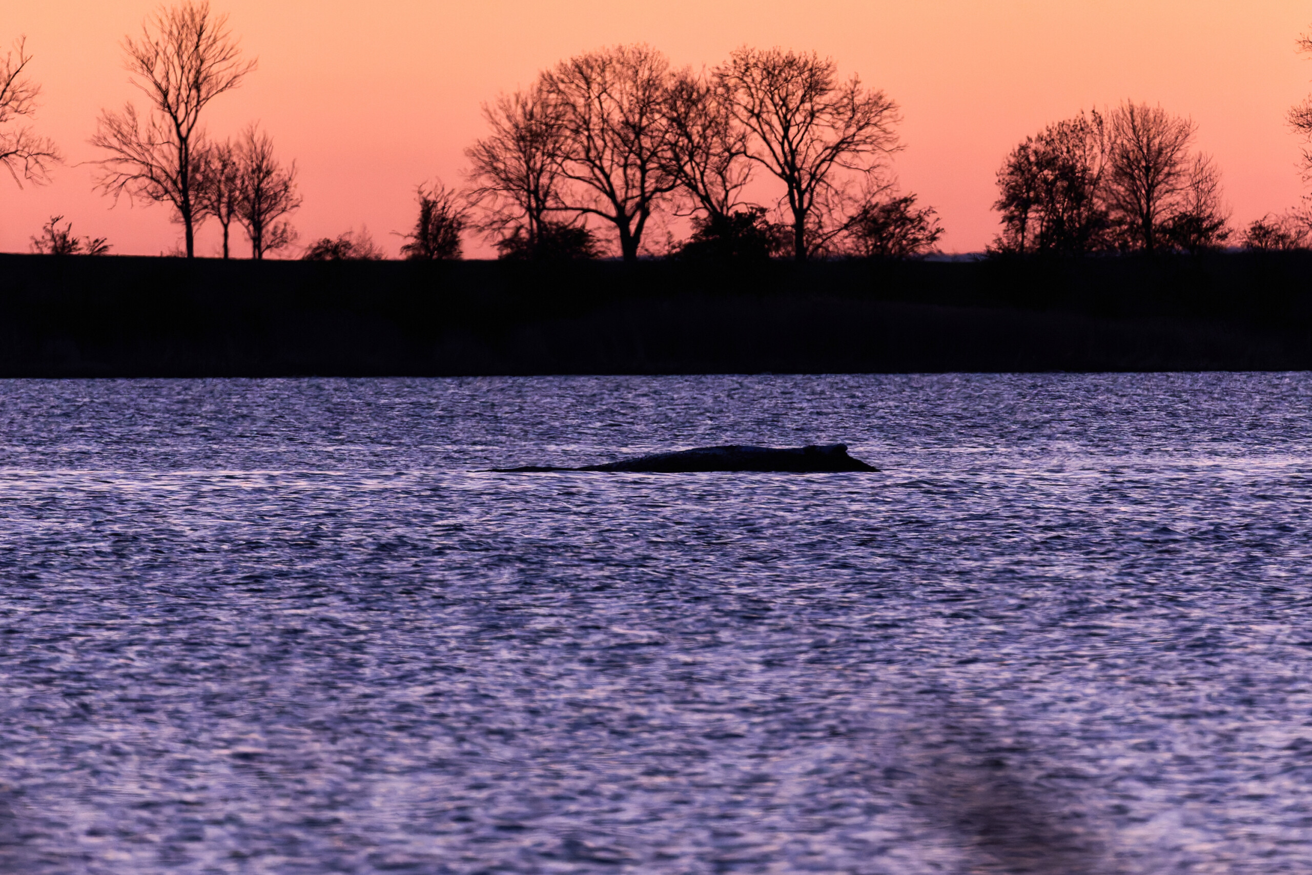 denmark autopsy on whale timmy scheduled for next week scaled